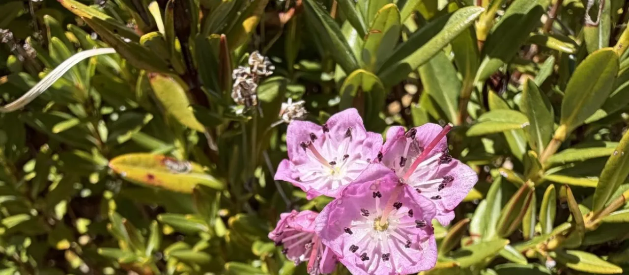 Western bog laurel