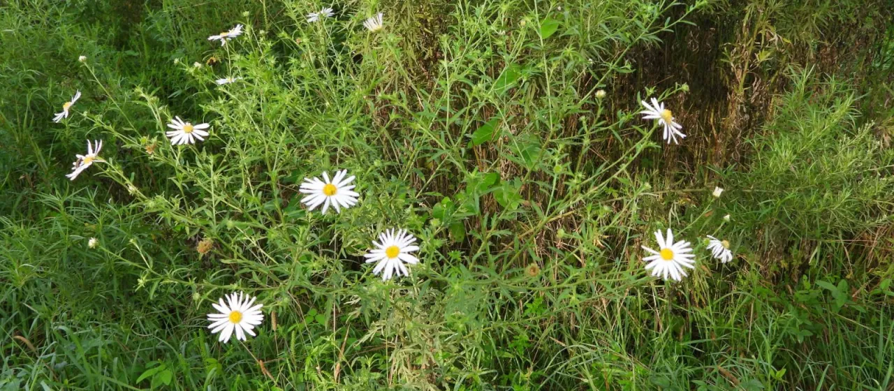 Kalimeris incisa
