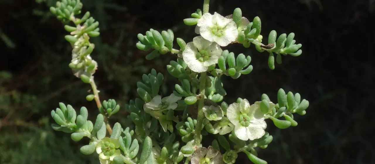 Kochia tamariscina