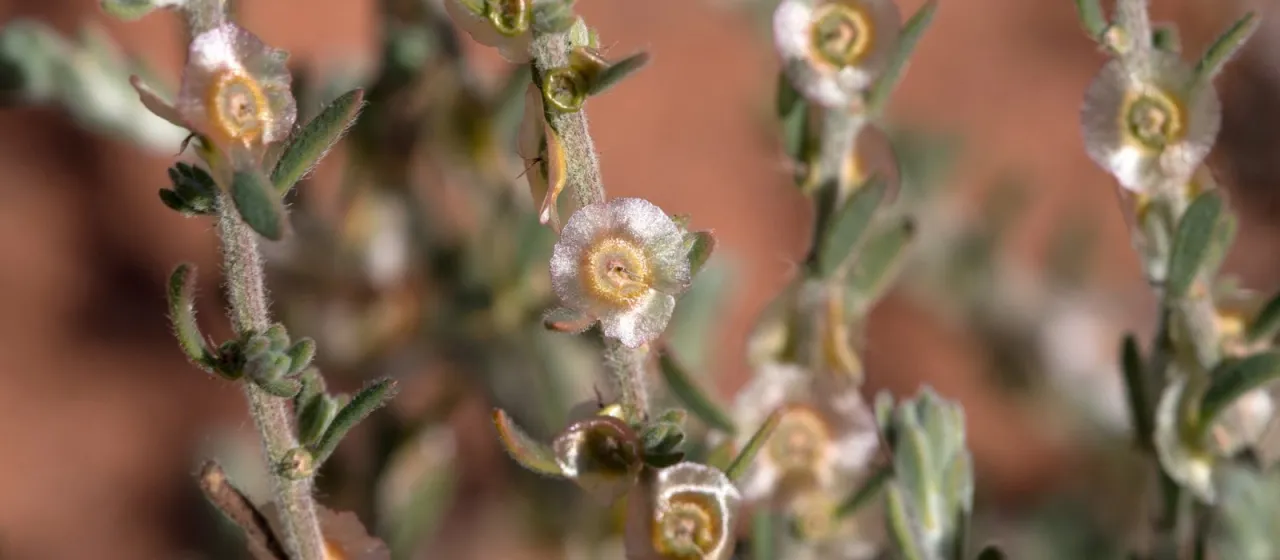 Kochia villosa