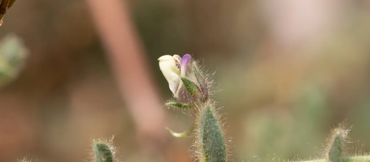 Kickxia lanigera