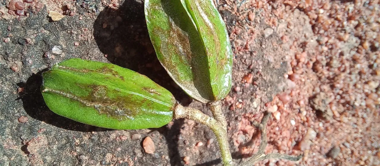 Kirkia acuminata