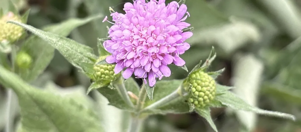 Forest scabious