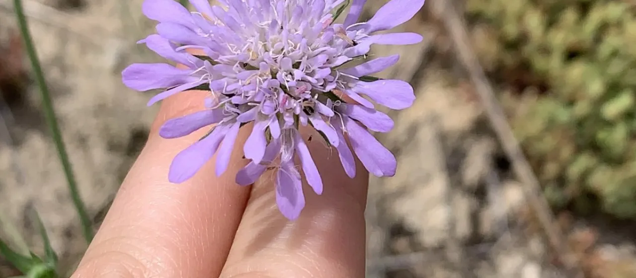 Knautia integrifolia
