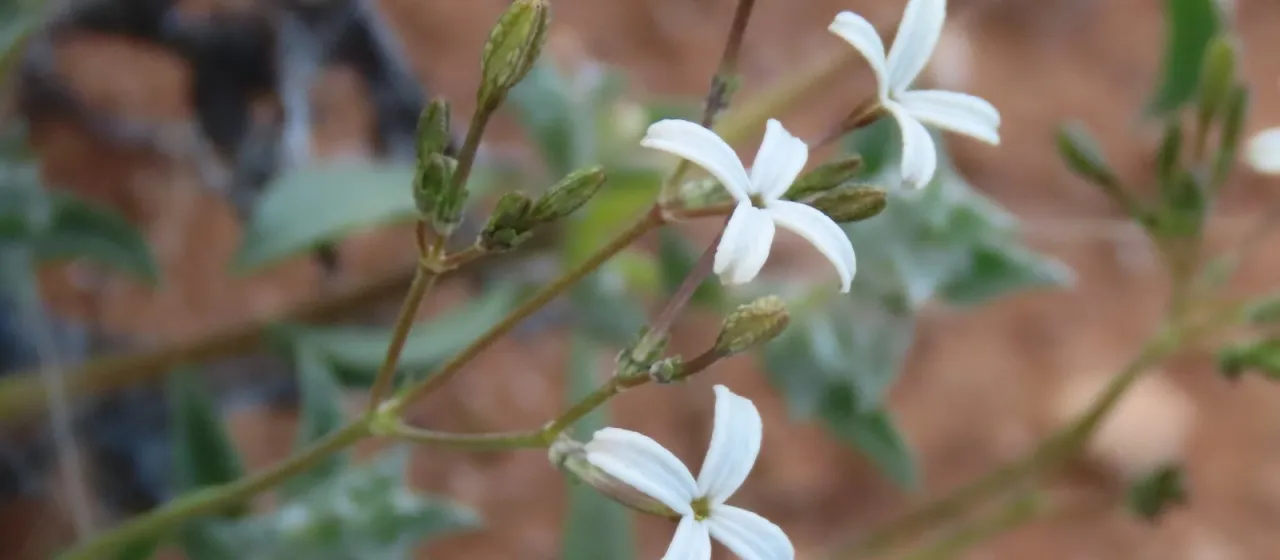 Kohautia caespitosa