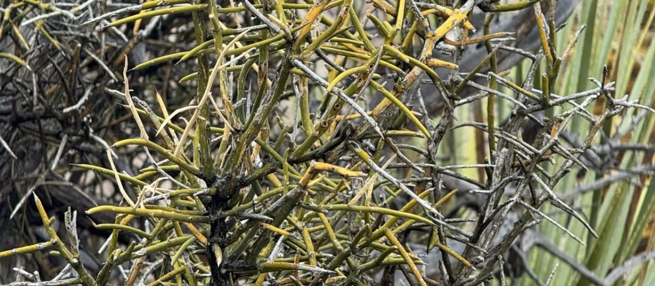 Crown of thorns