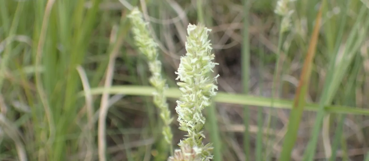 Koeleria capensis