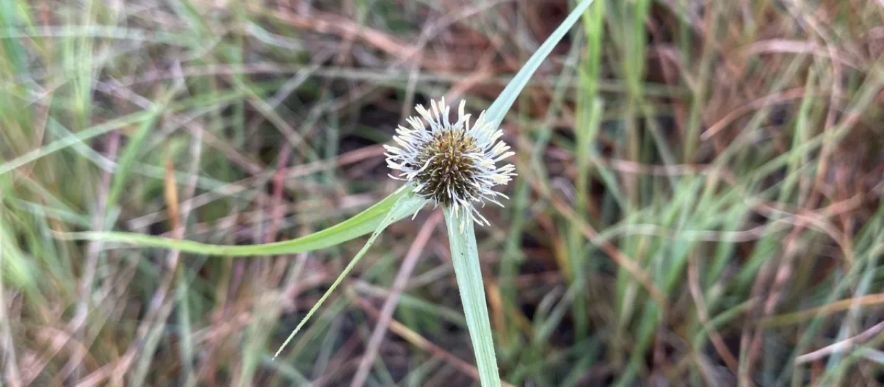 Kyllinga erecta