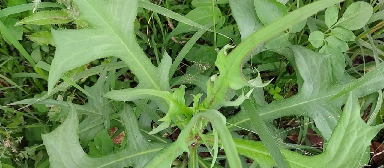 Dragon tongue lettuce