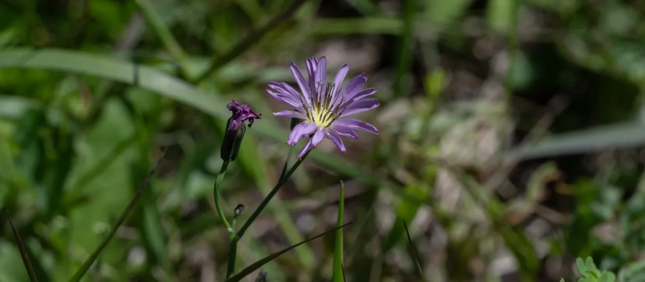 Lactuca versicolor