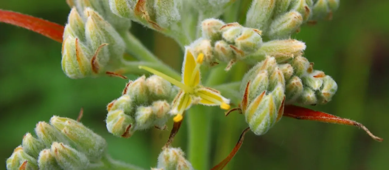 Lachnanthes