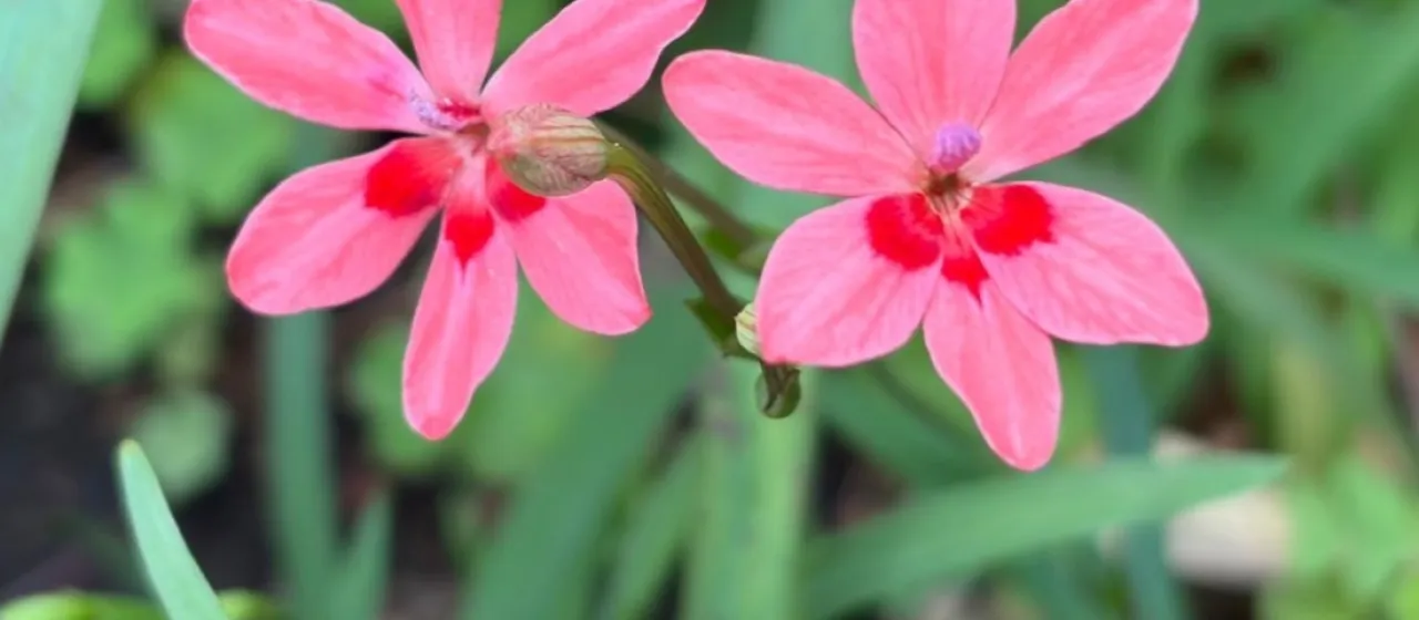 Lapeirousia laxa