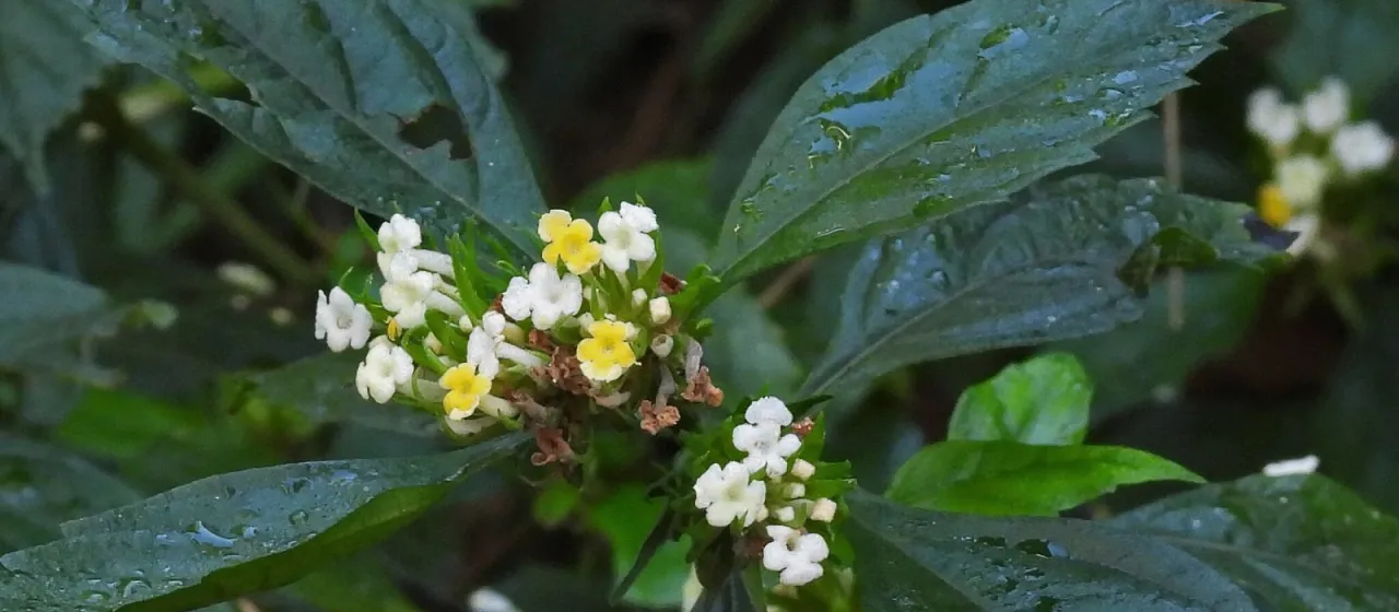 Lantana brasiliensis