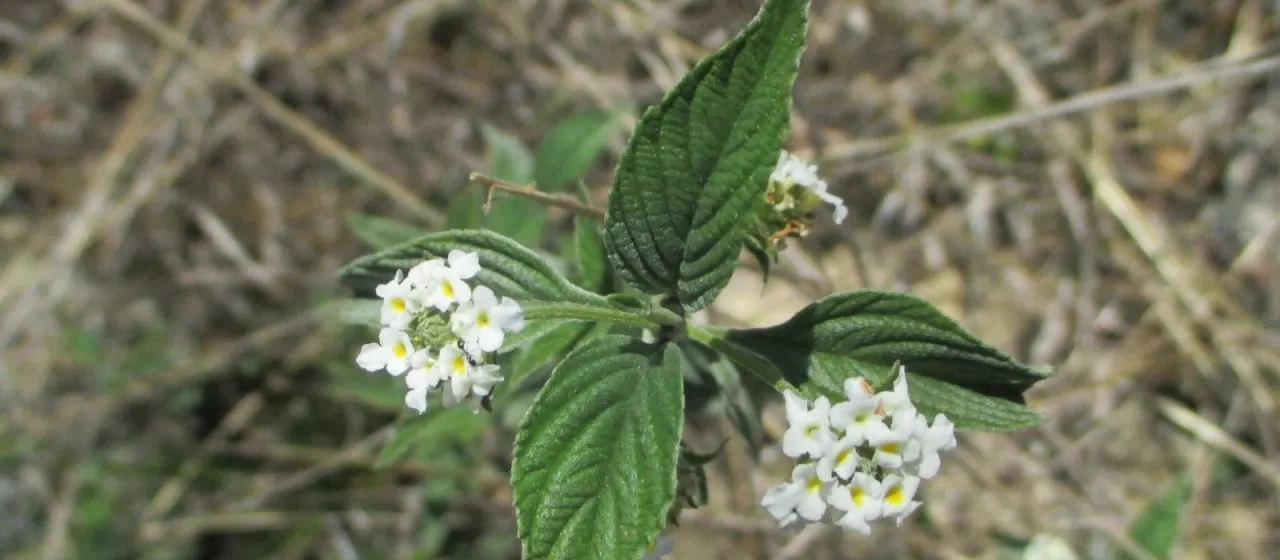 Lantana canescens