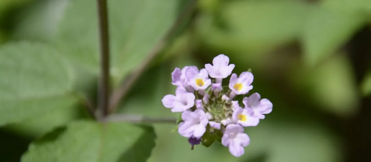 Indian lantana