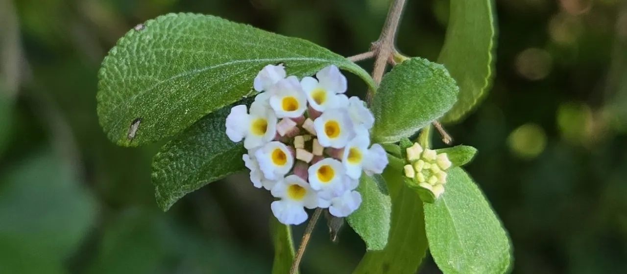 Lantana involucrata