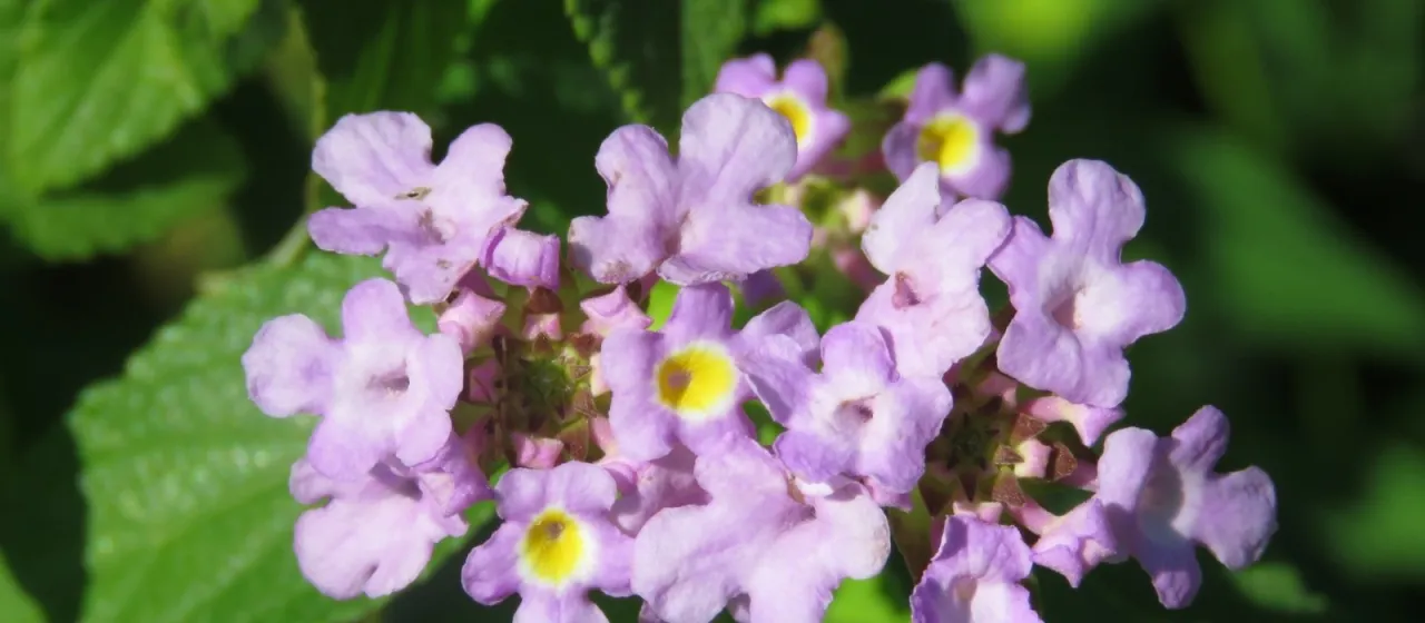 Lilac lantana
