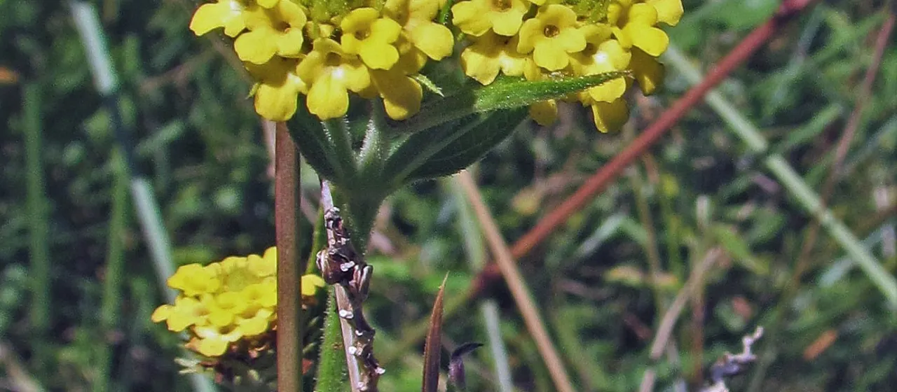 Lantana ovata