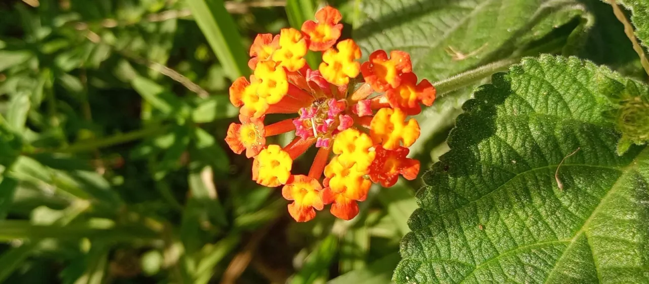 Lantana tiliifolia