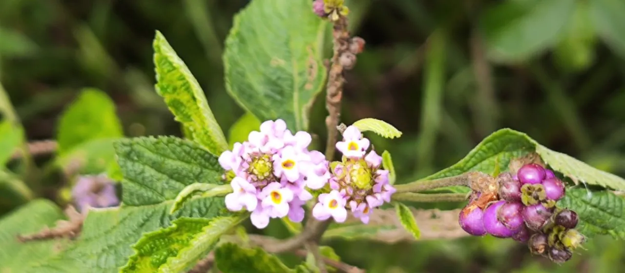 Lantana trifolia