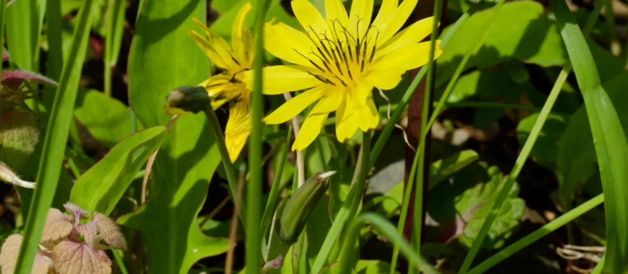 Lapsana japonica