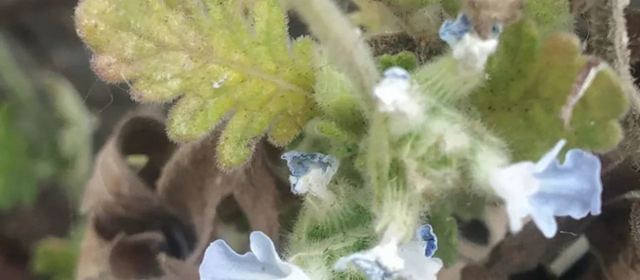 Gibson's lavender