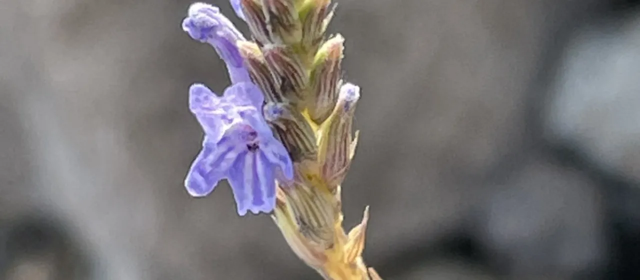 Lavandula coronopifolia