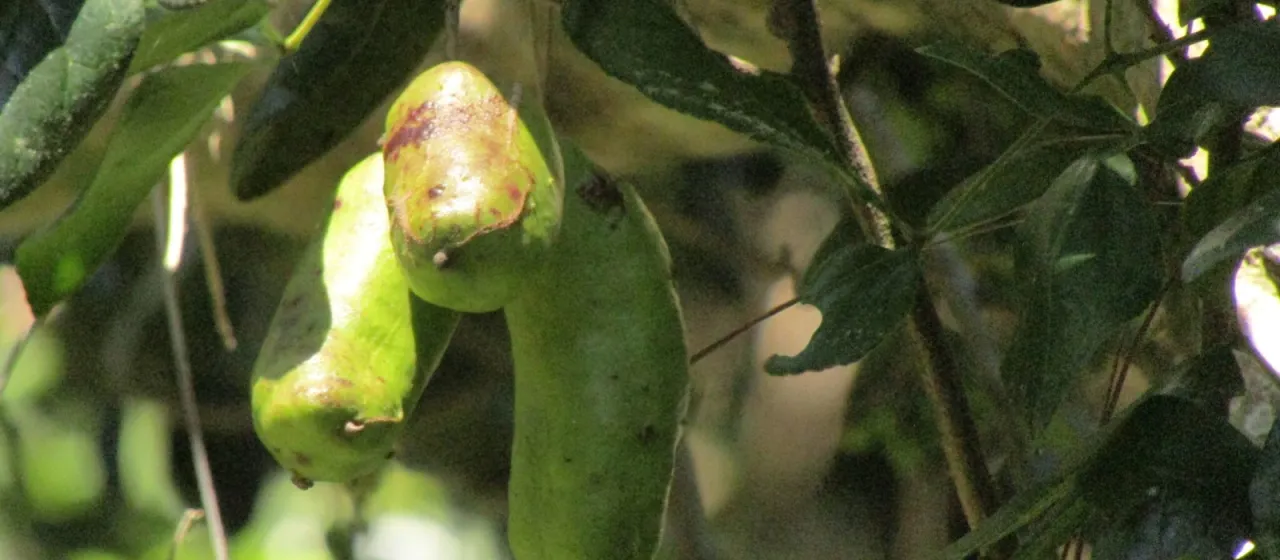 Lardizabala