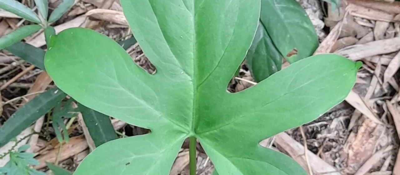 Lasia spinosa