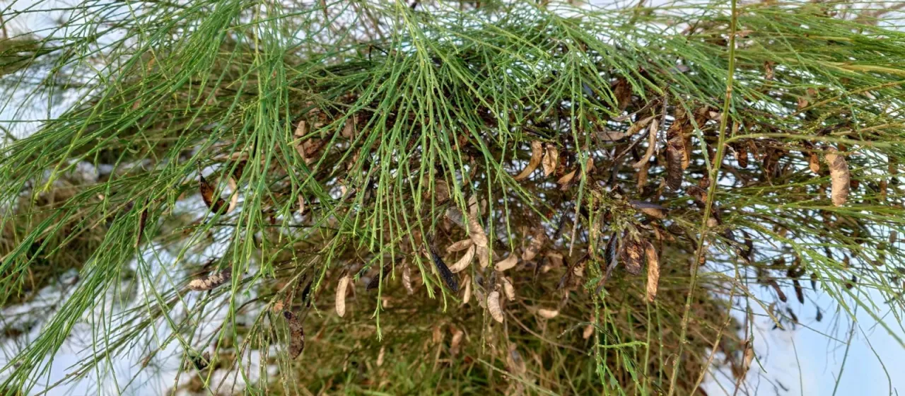 Lembotropis