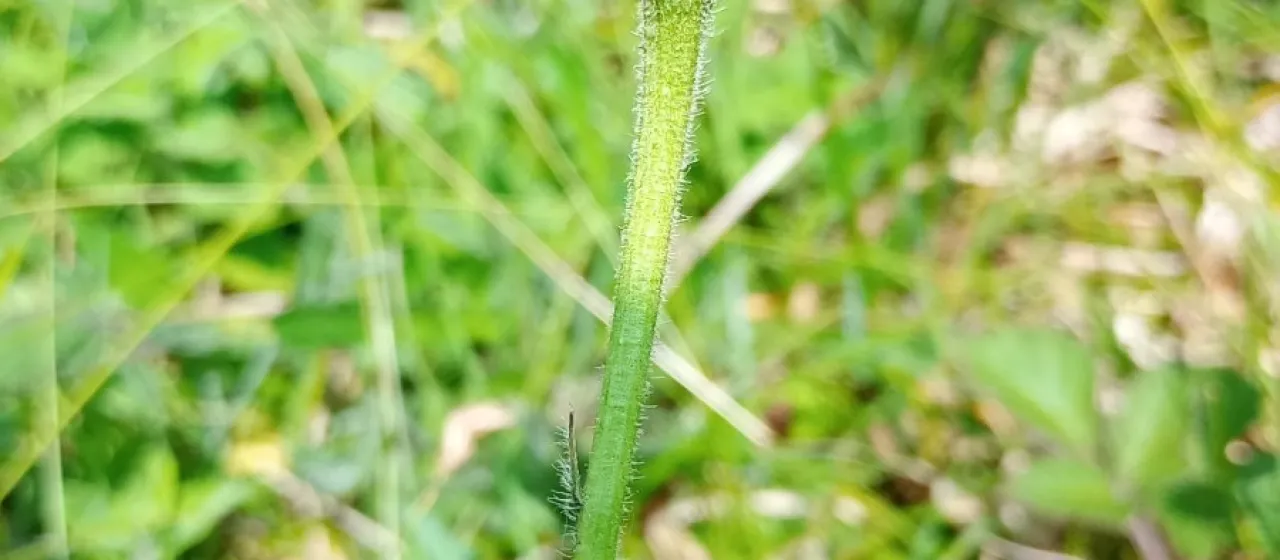 Rough hawkbit