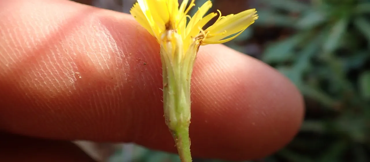 Hairy hawkbit