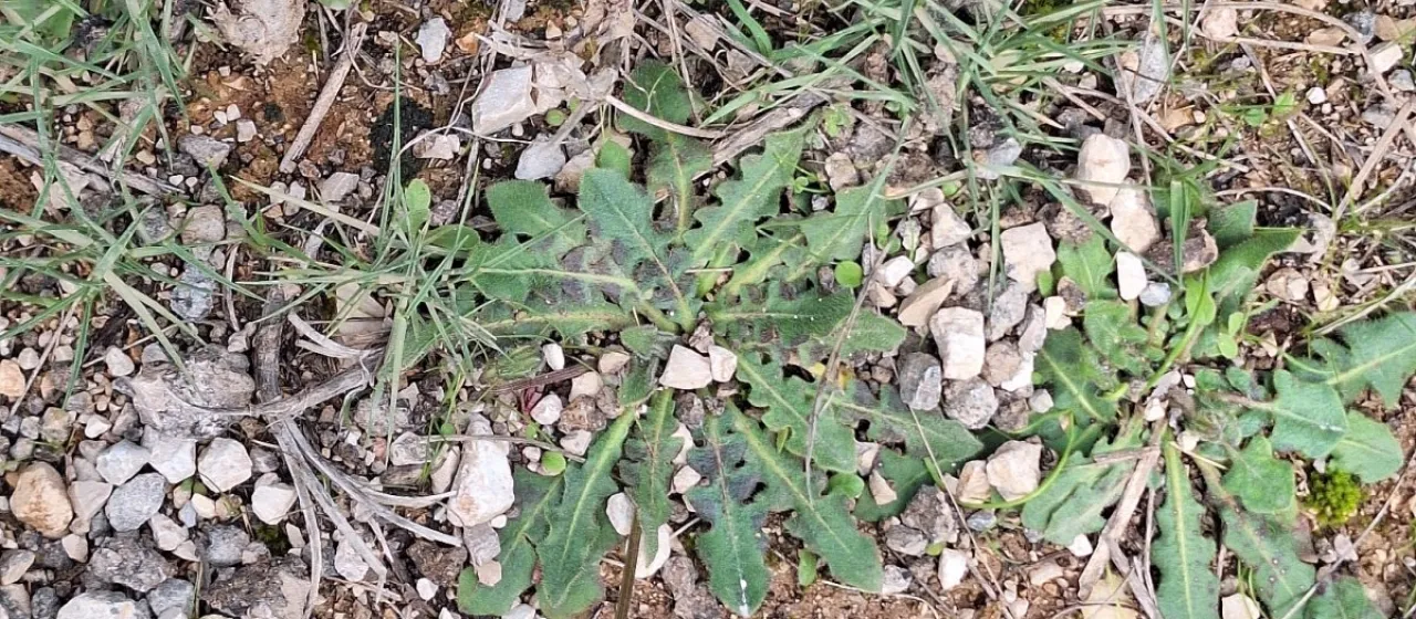 Tuberous hawkbit