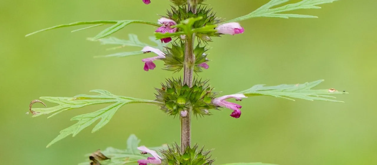 Japanese motherwort