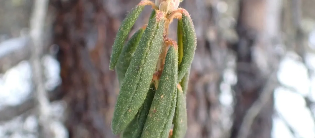 Labrador tea