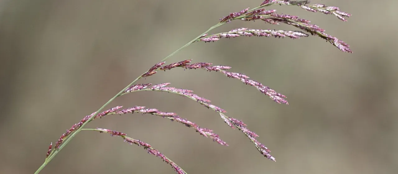 Leptochloa decipiens