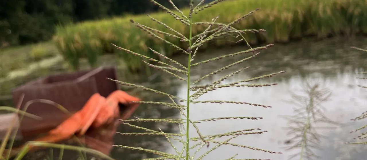 Leptochloa panicoides