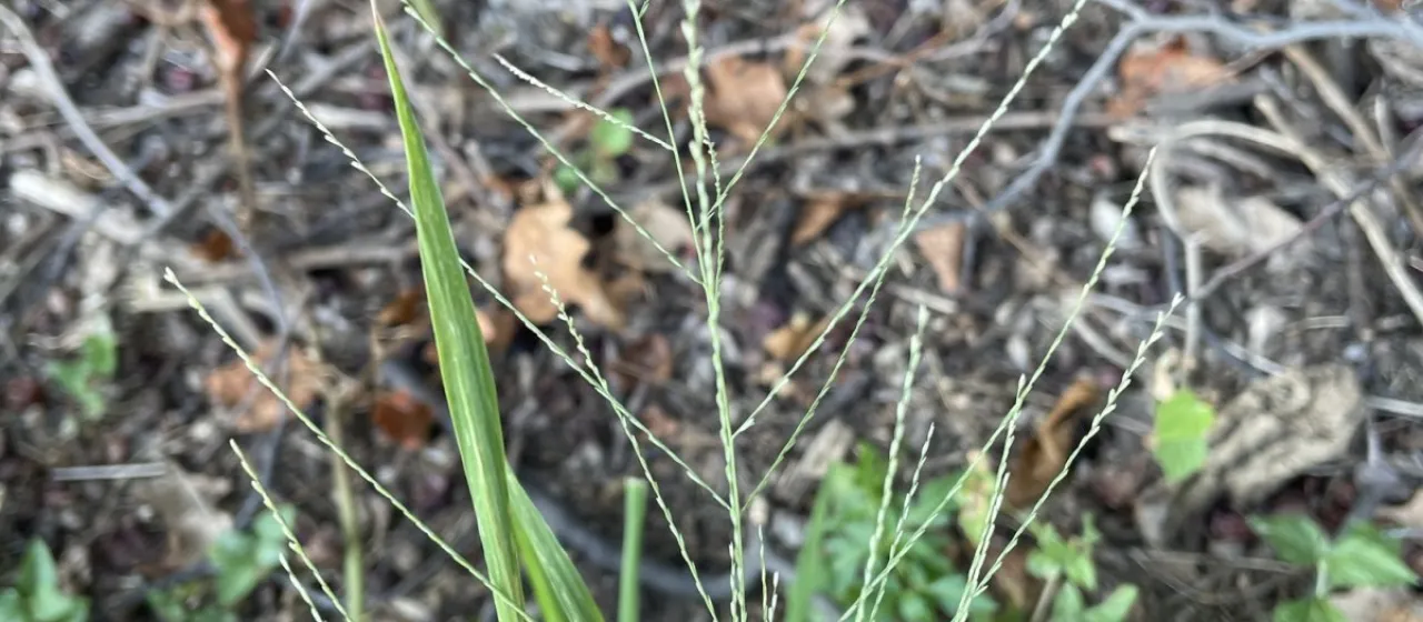Leptochloa panicea