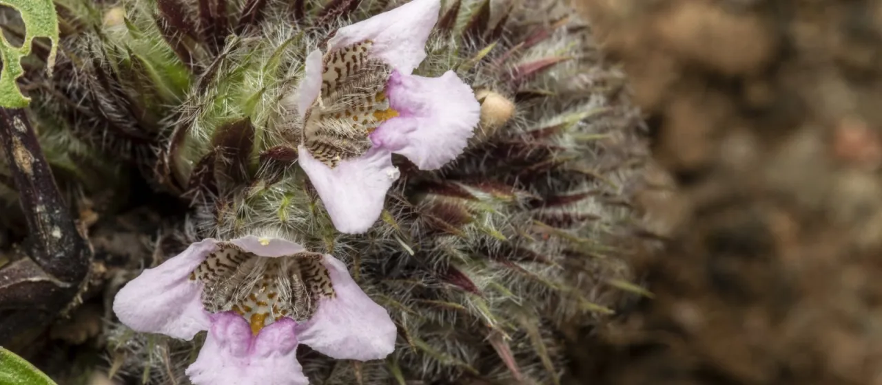 Lepidagathis cristata