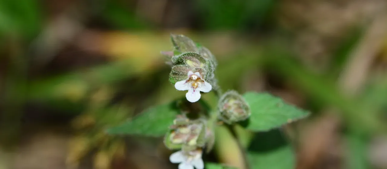 Lepidagathis fasciculata