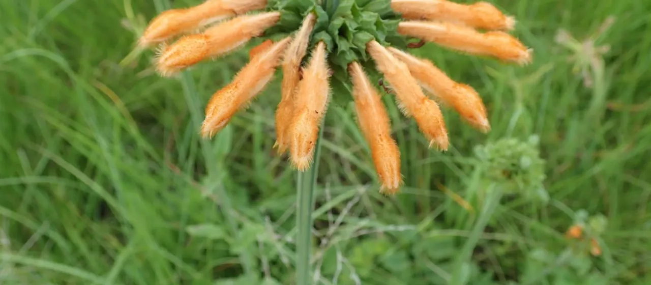 Leonotis intermedia