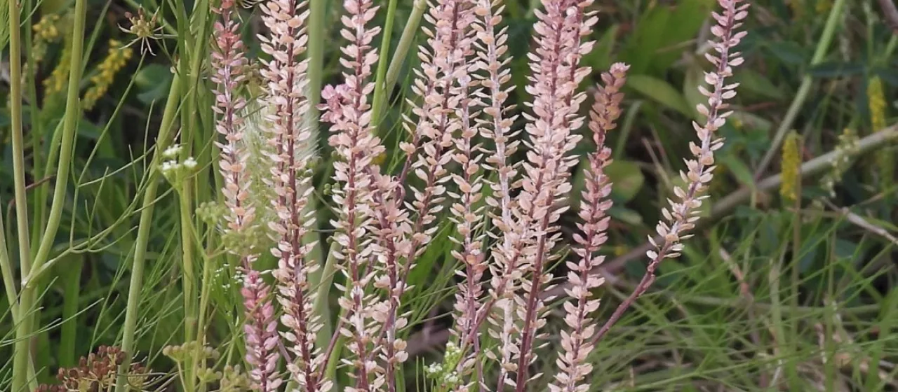 Lepidium auriculatum