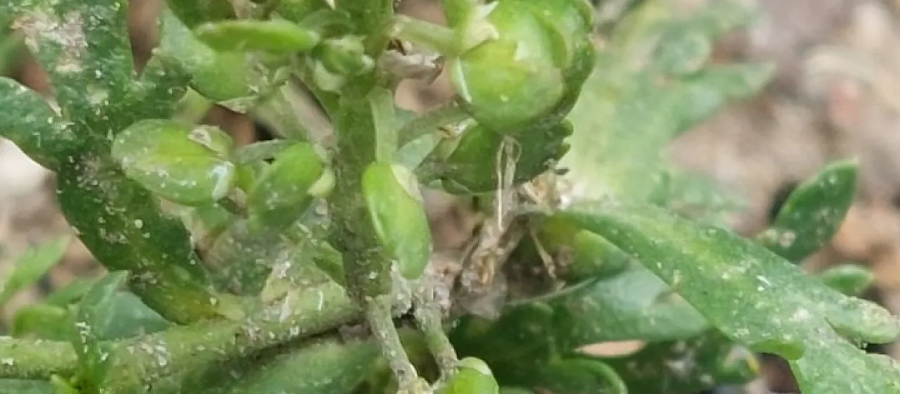 Lepidium bipinnatifidum