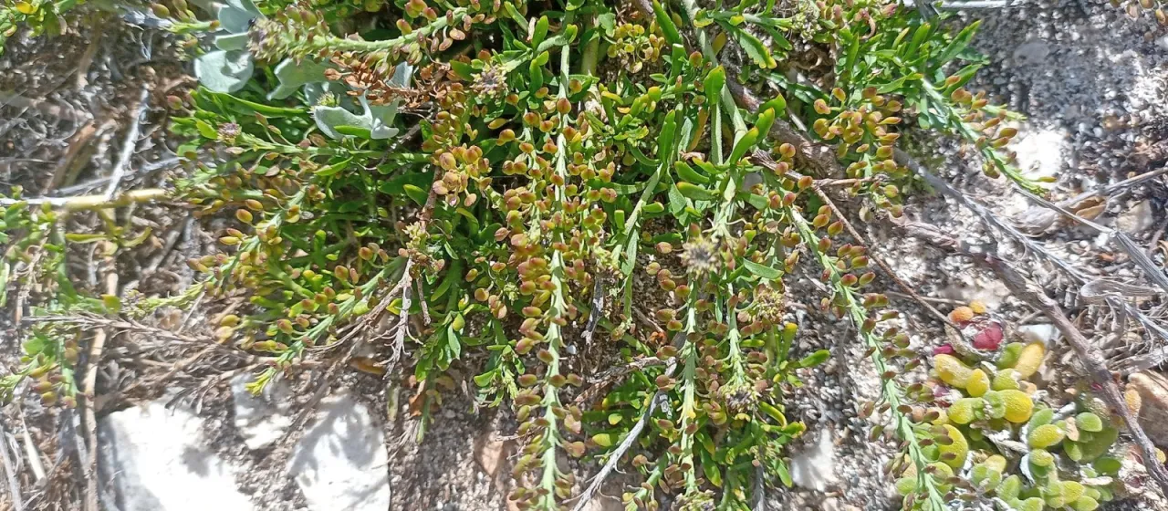 Cape cress