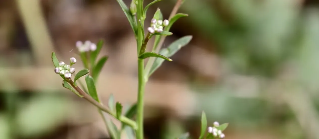 Grass-leaved pepperwort