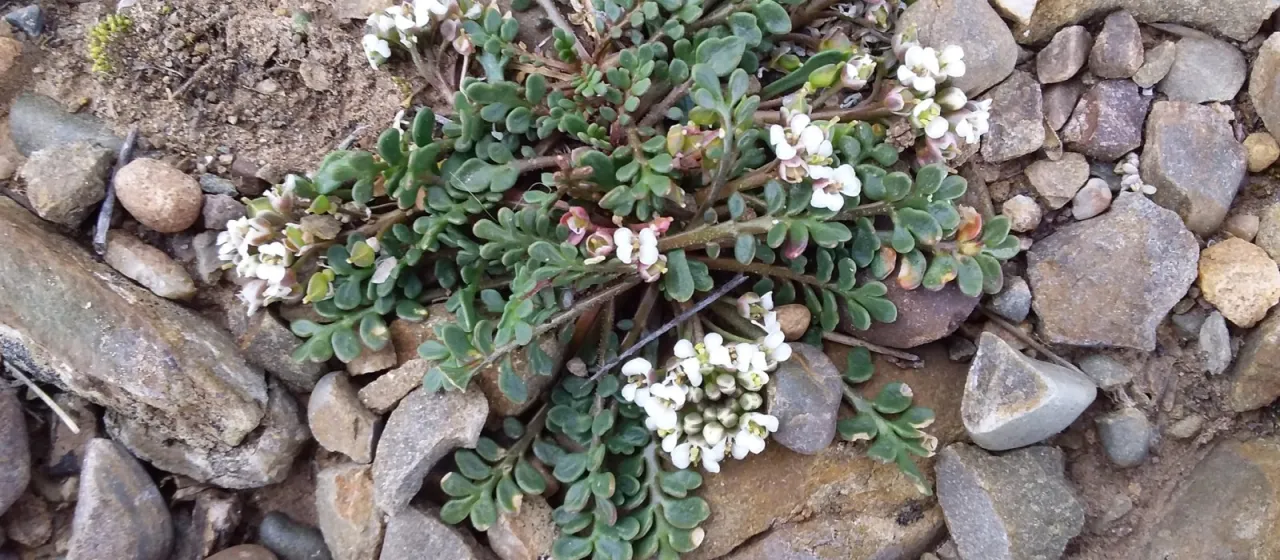 Lepidium meyenii