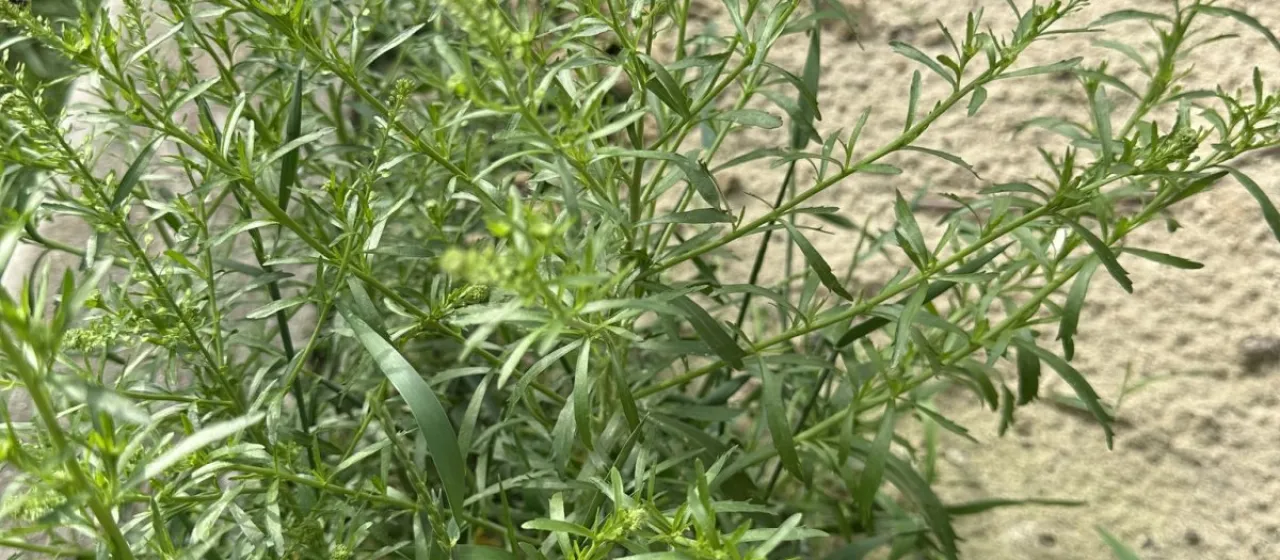 Neglected pepperweed