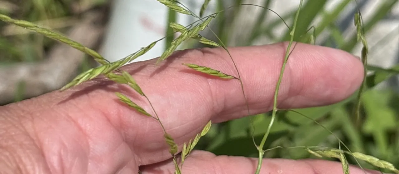 Rice cutgrass
