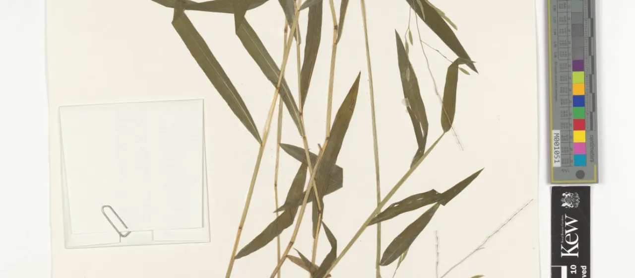 Leersia sayanuka