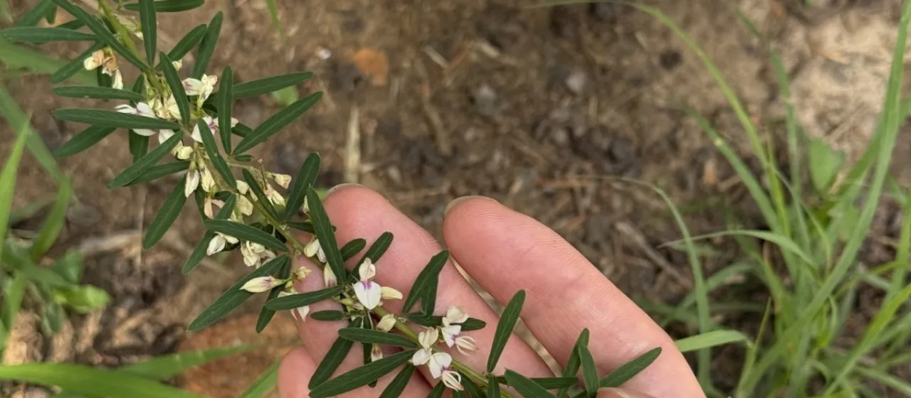 Lespedeza caraganae